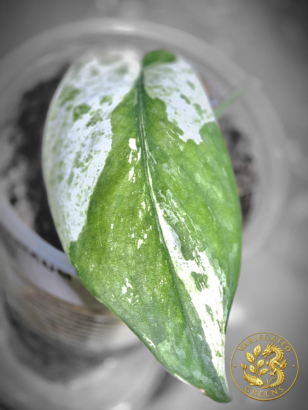 Scindapsus Sangkuriang "Emerald Partiture"