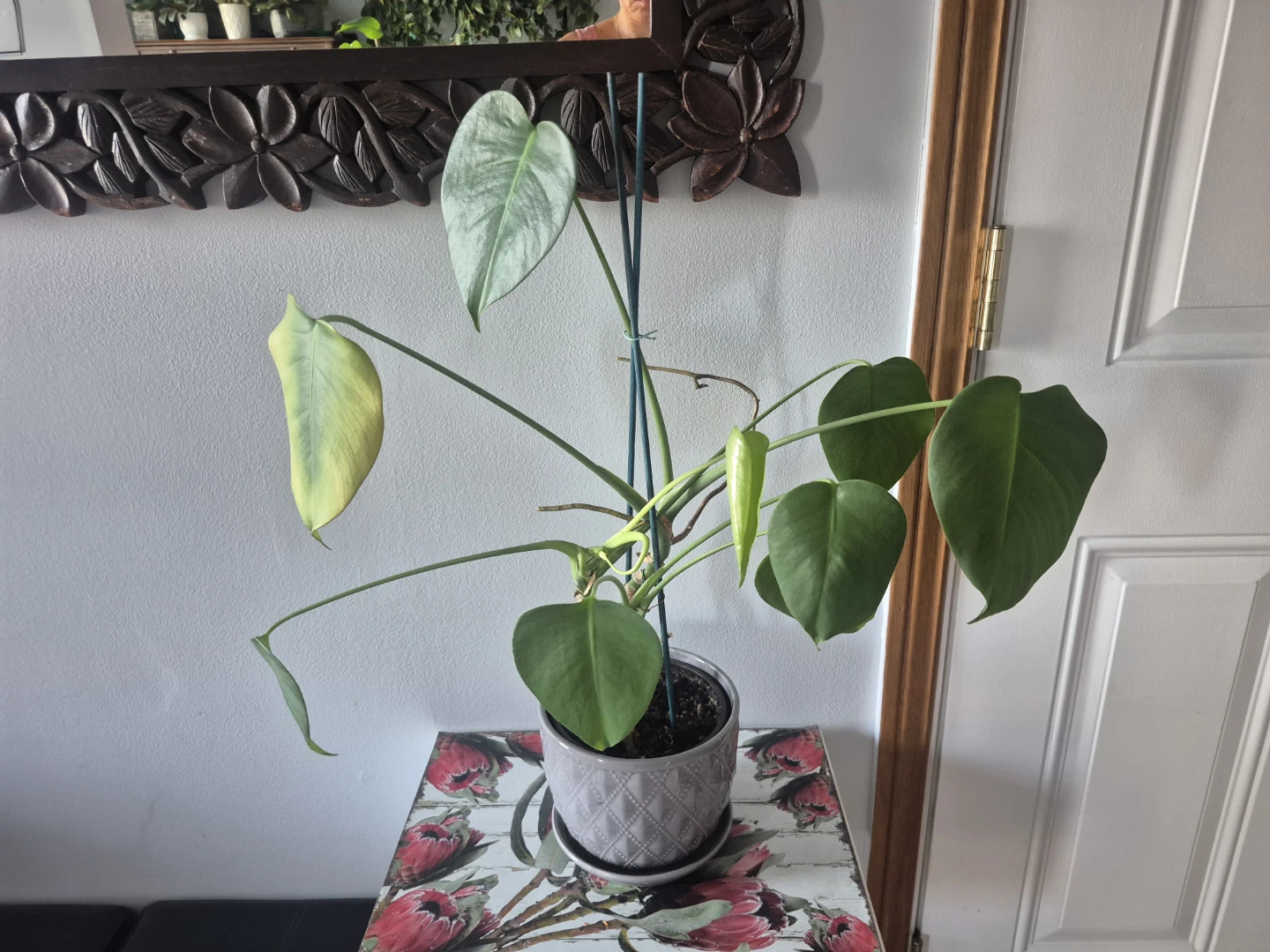 Monstera Deliciosa / Swiss Cheese Monstera Plants – $12 Each - photo 2