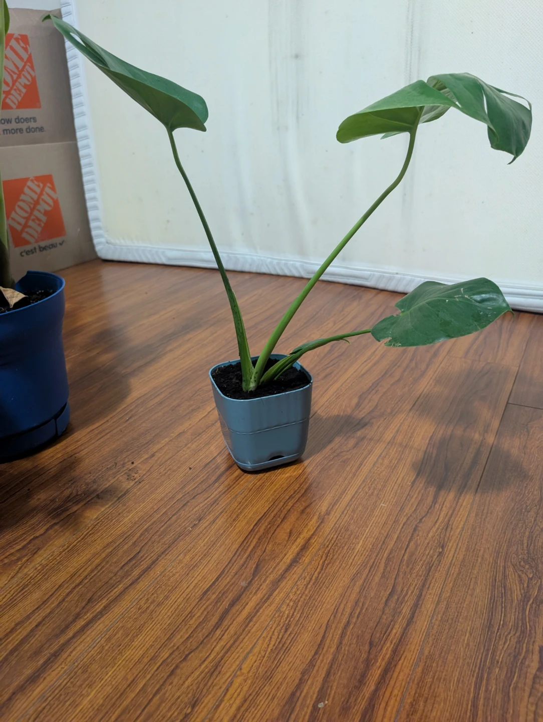 Young Monstera Deliciosa Plant
