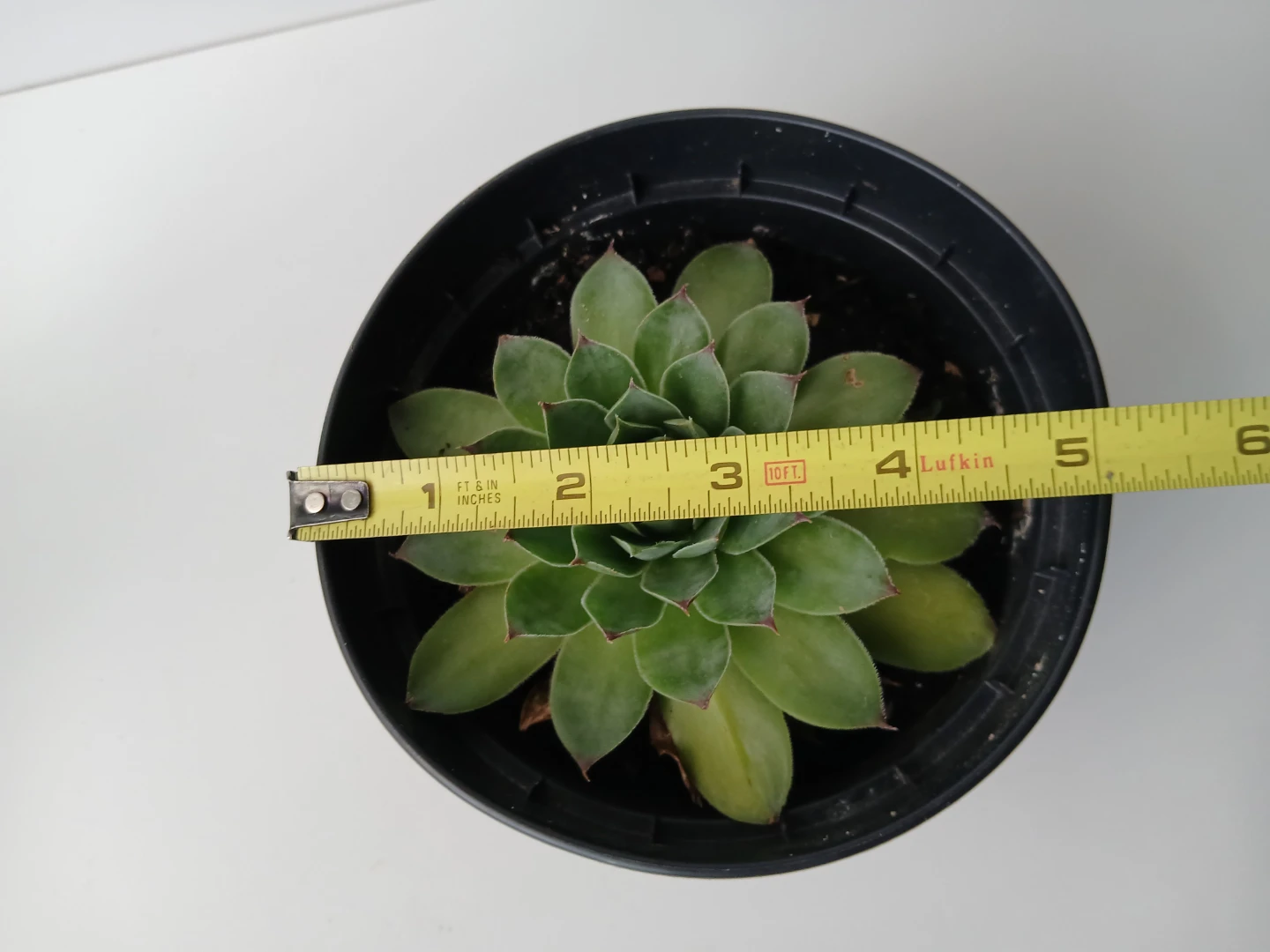Hens and Chicks Succulent Plant. Firm price. - photo 2