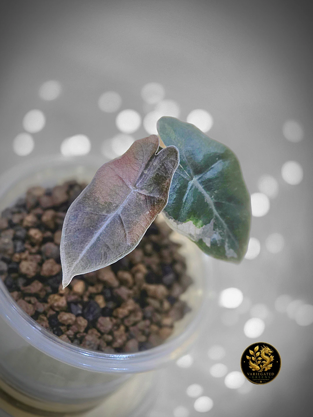 Alocasia pseudosanderiana "Lavender Fault" - photo 4