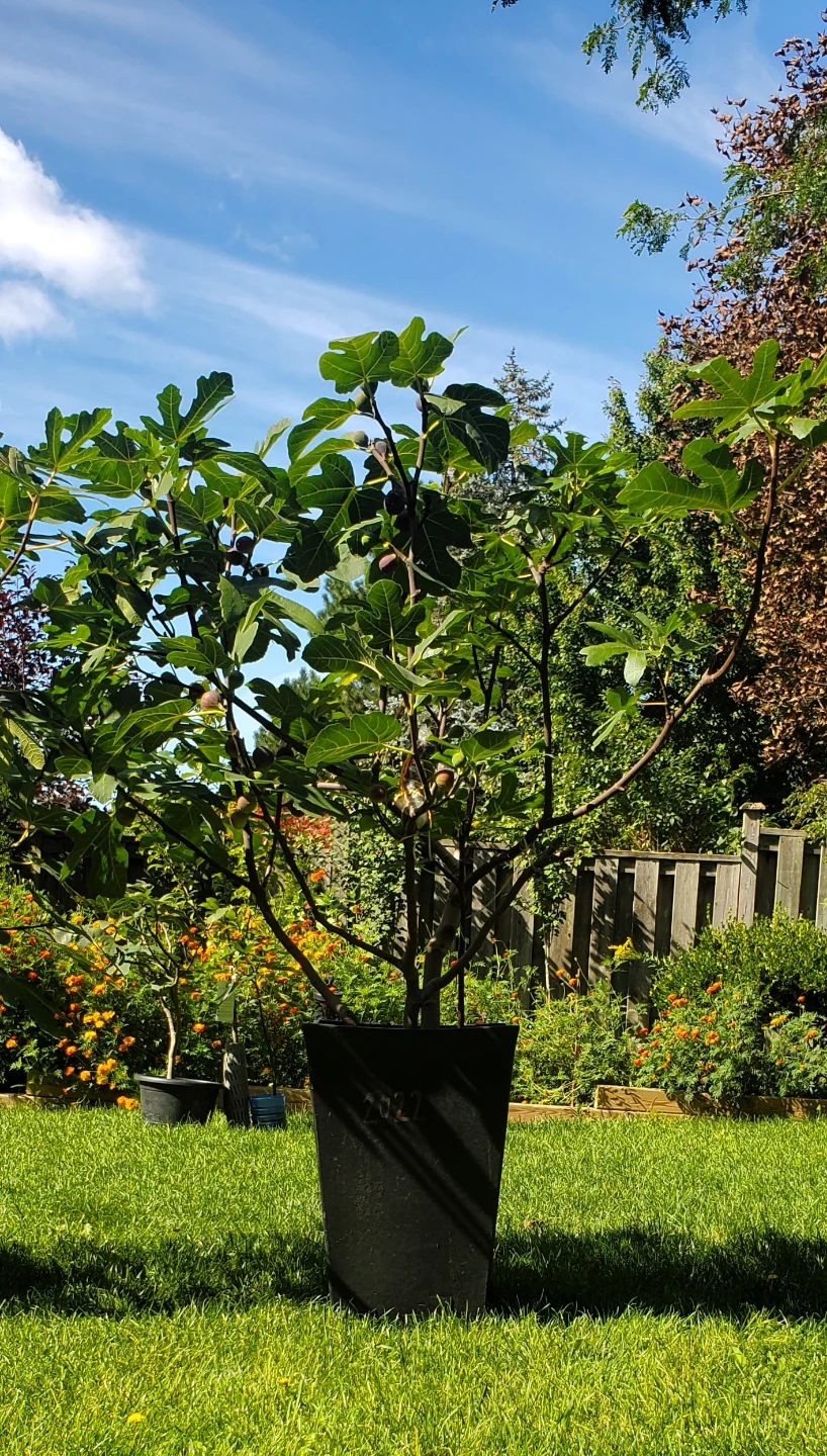 Fig plant🌳 - photo 4