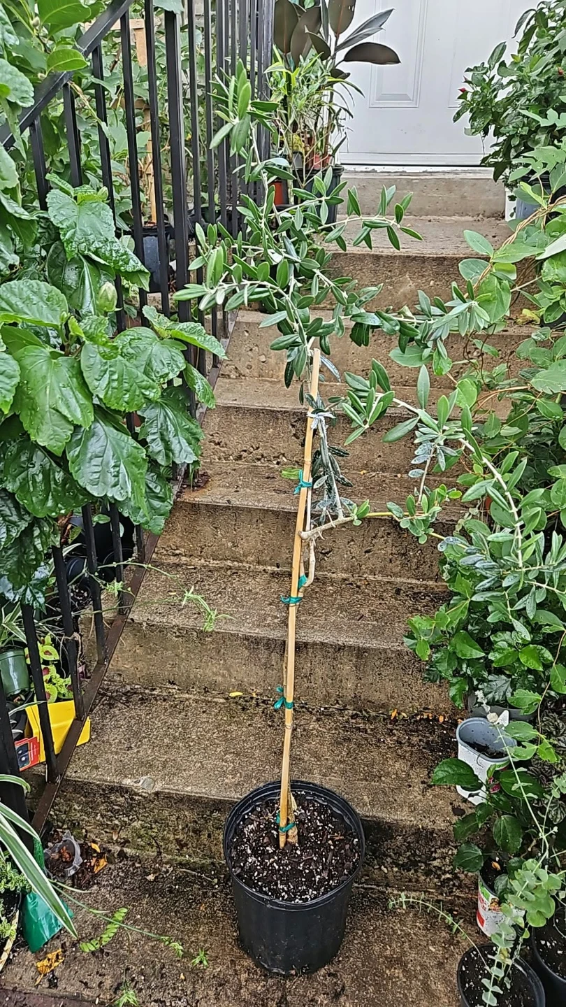 Young Olive Tree in Pot 4 feet🏈 - photo 2