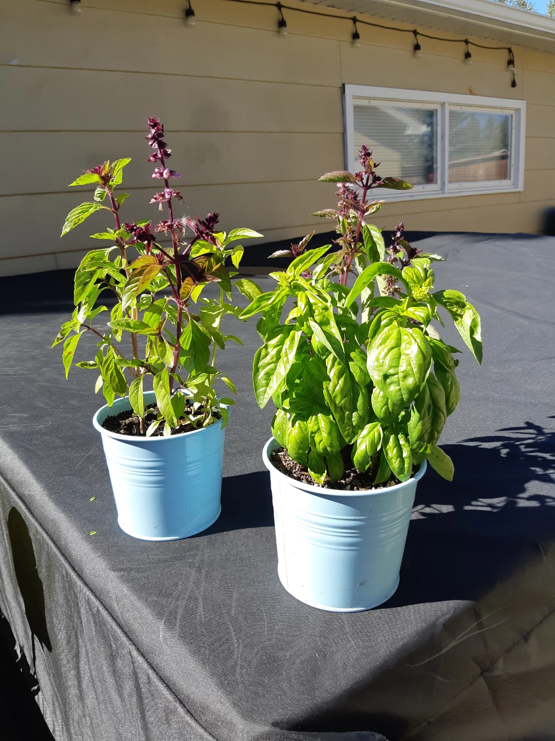 Scented basil plants - photo 5