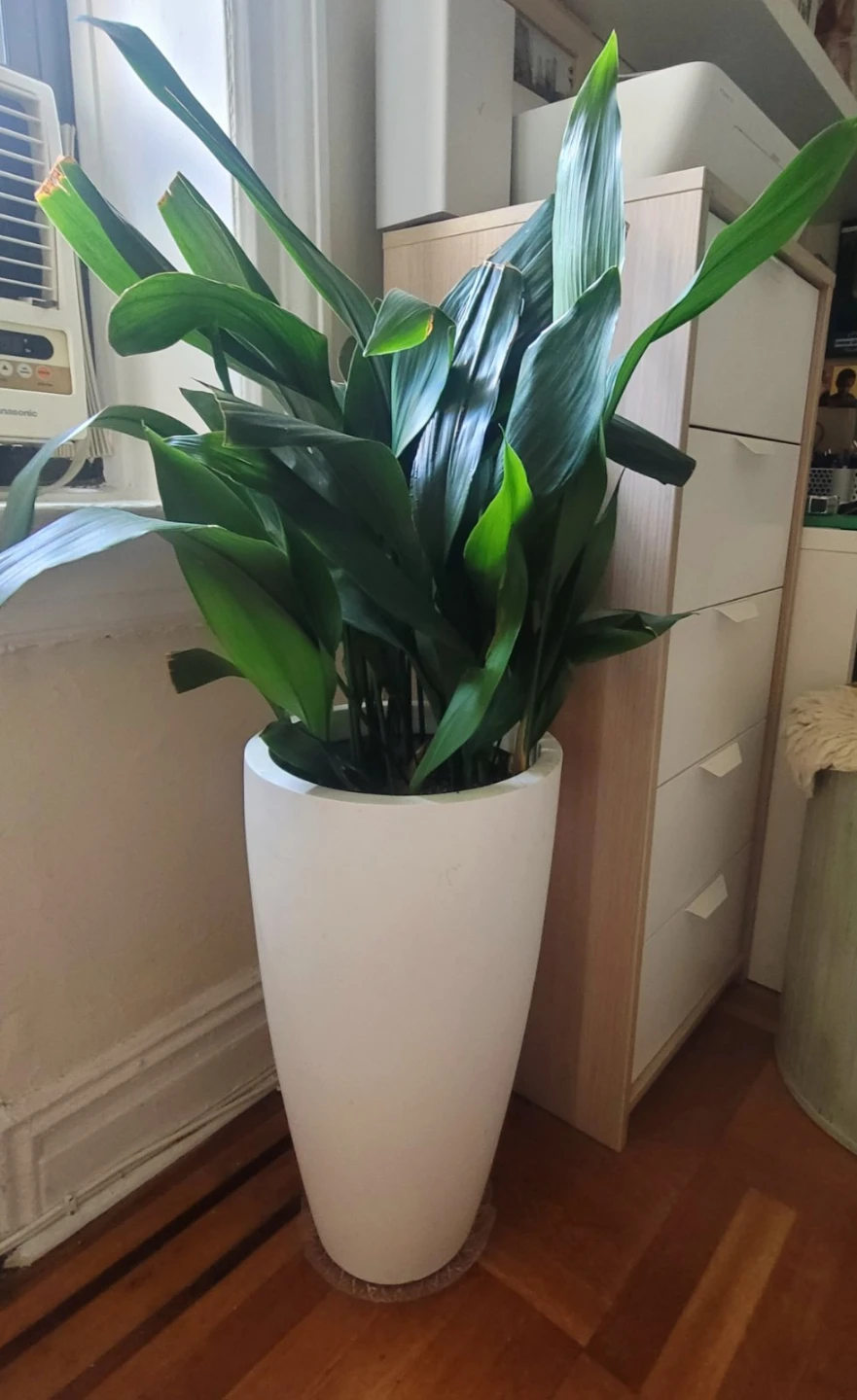 Cast Iron Plant in White Planter