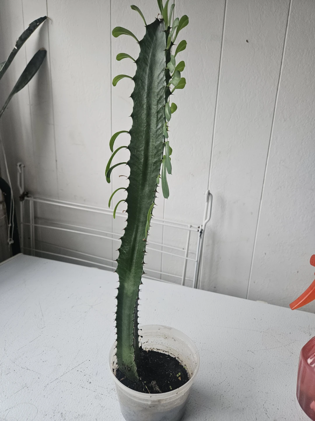 Euphorbia Trigona Cactus - photo 4