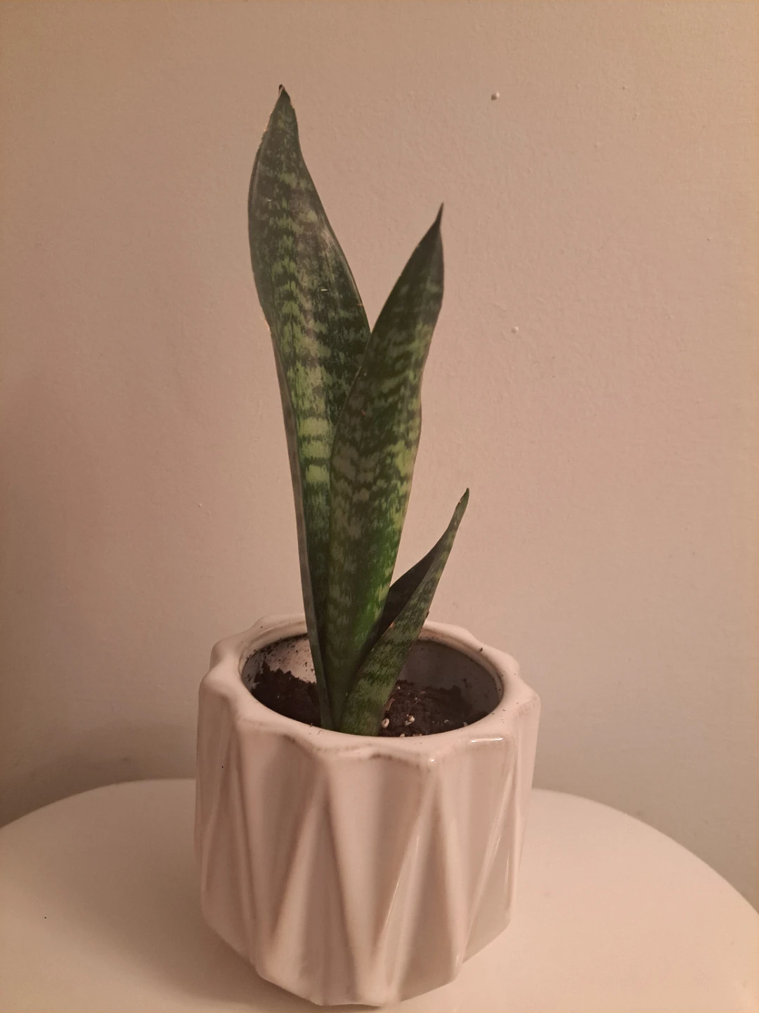 Snake Plant in White Geometric Ceramic Pot