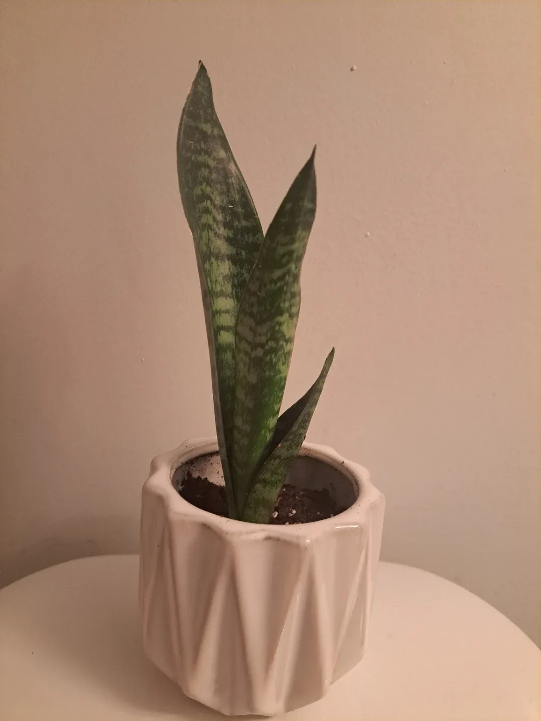 Snake Plant in White Geometric Ceramic Pot