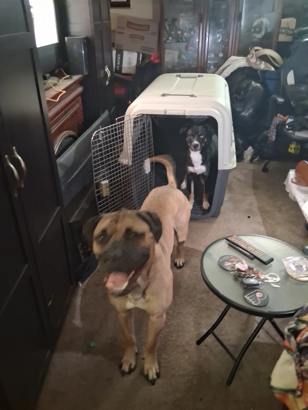 Large Hard-Sided Pet Travel Crate - photo 2