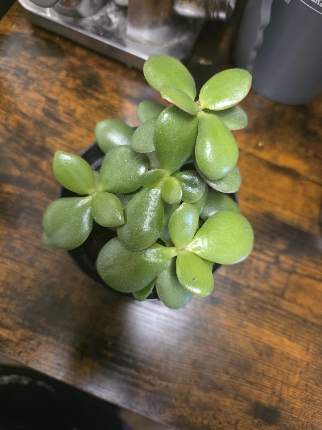 Healthy Jade Plant in Black Pot