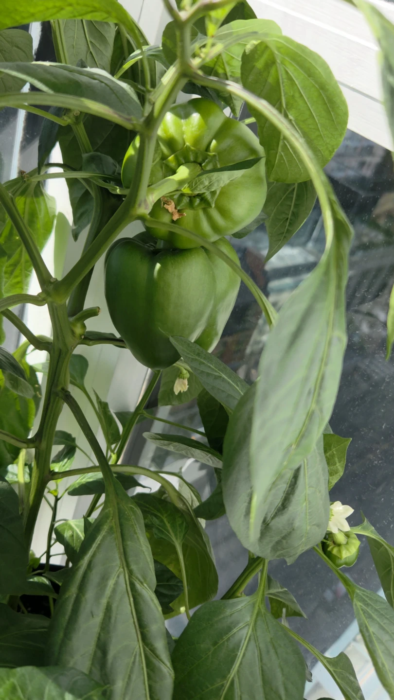 Green Bell Pepper Plant - photo 3