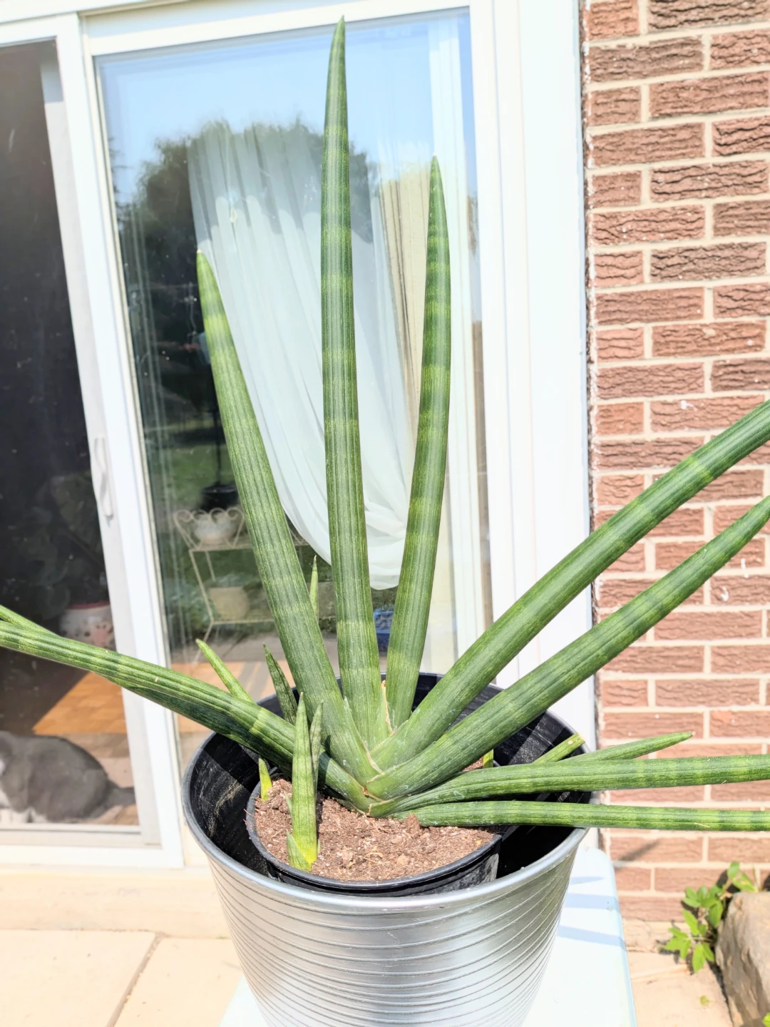 Sansevieria Cylindrica Plant in Pot