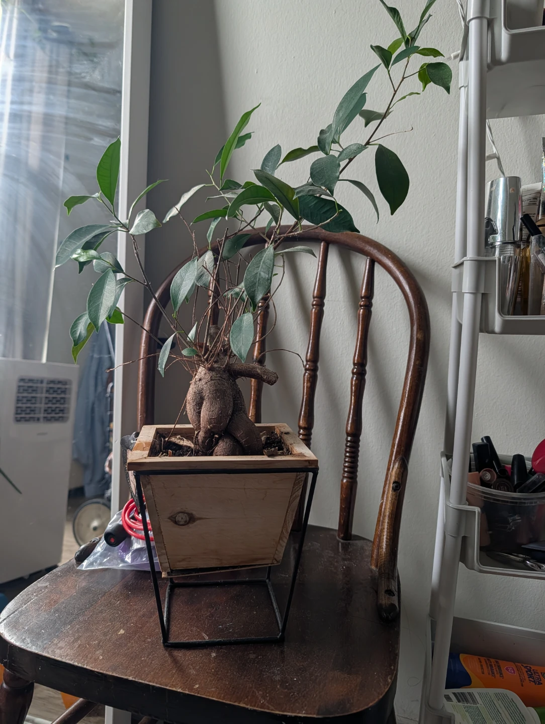 Living House Bonsai Tree in Wooden Pot
