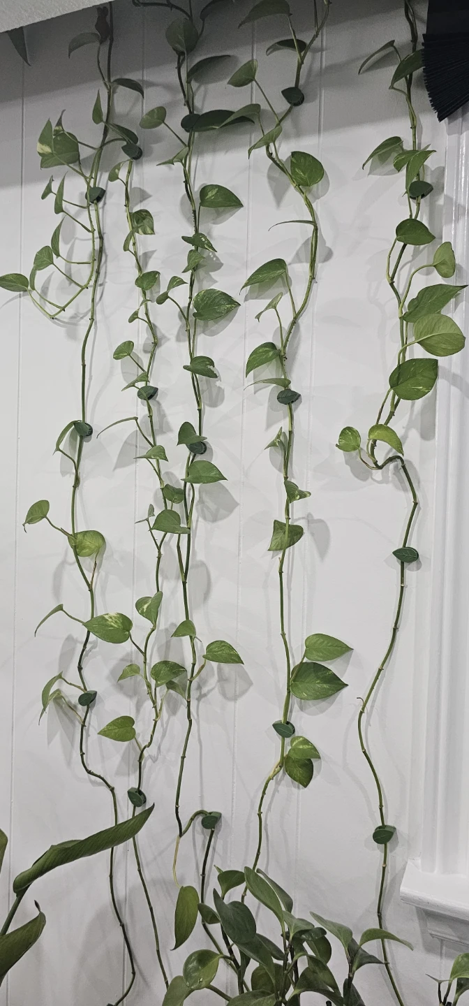 6 plants -FREE - photo 2