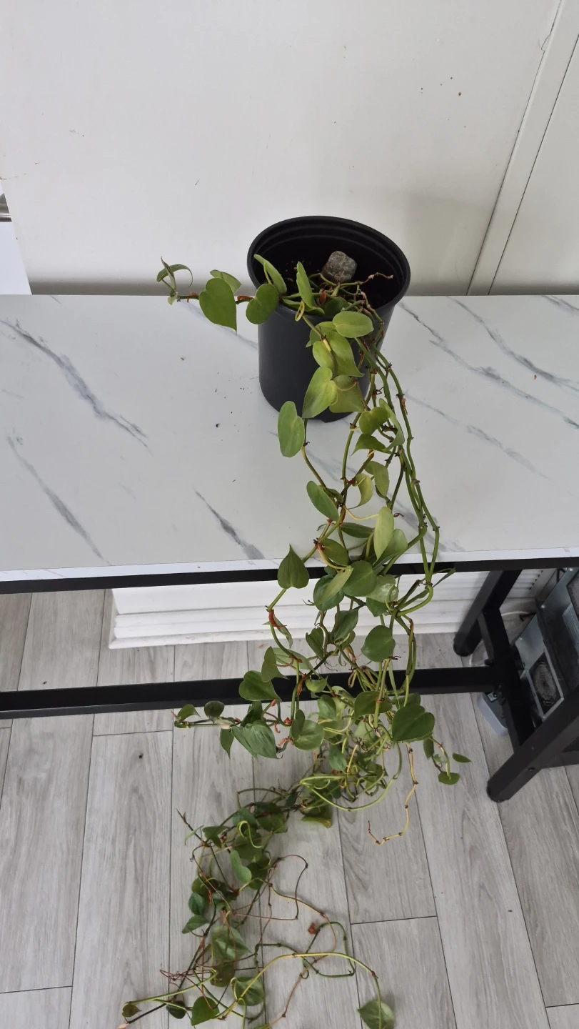 Selling plants. Dracenas. Pilea. Philodendrons. Pothos. - photo 3
