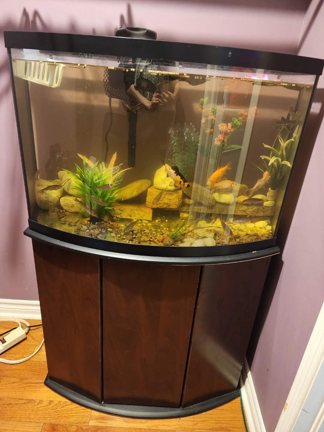 FREE FISH AND FREE FISH TANKS - photo 3