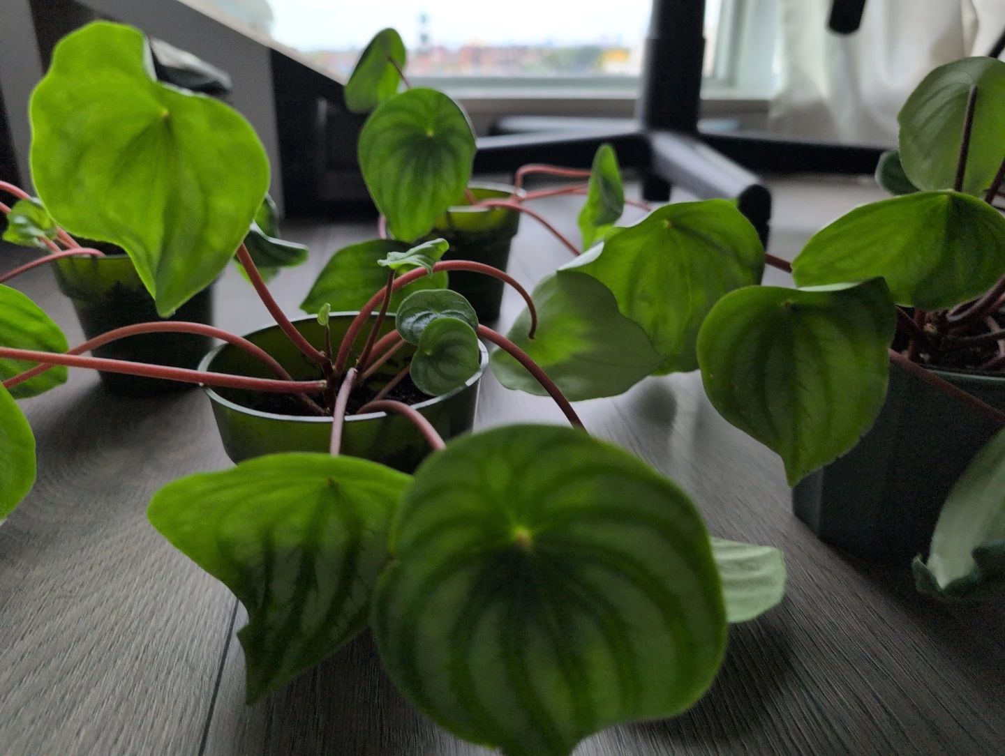 Watermelon peperomia plants - photo 3