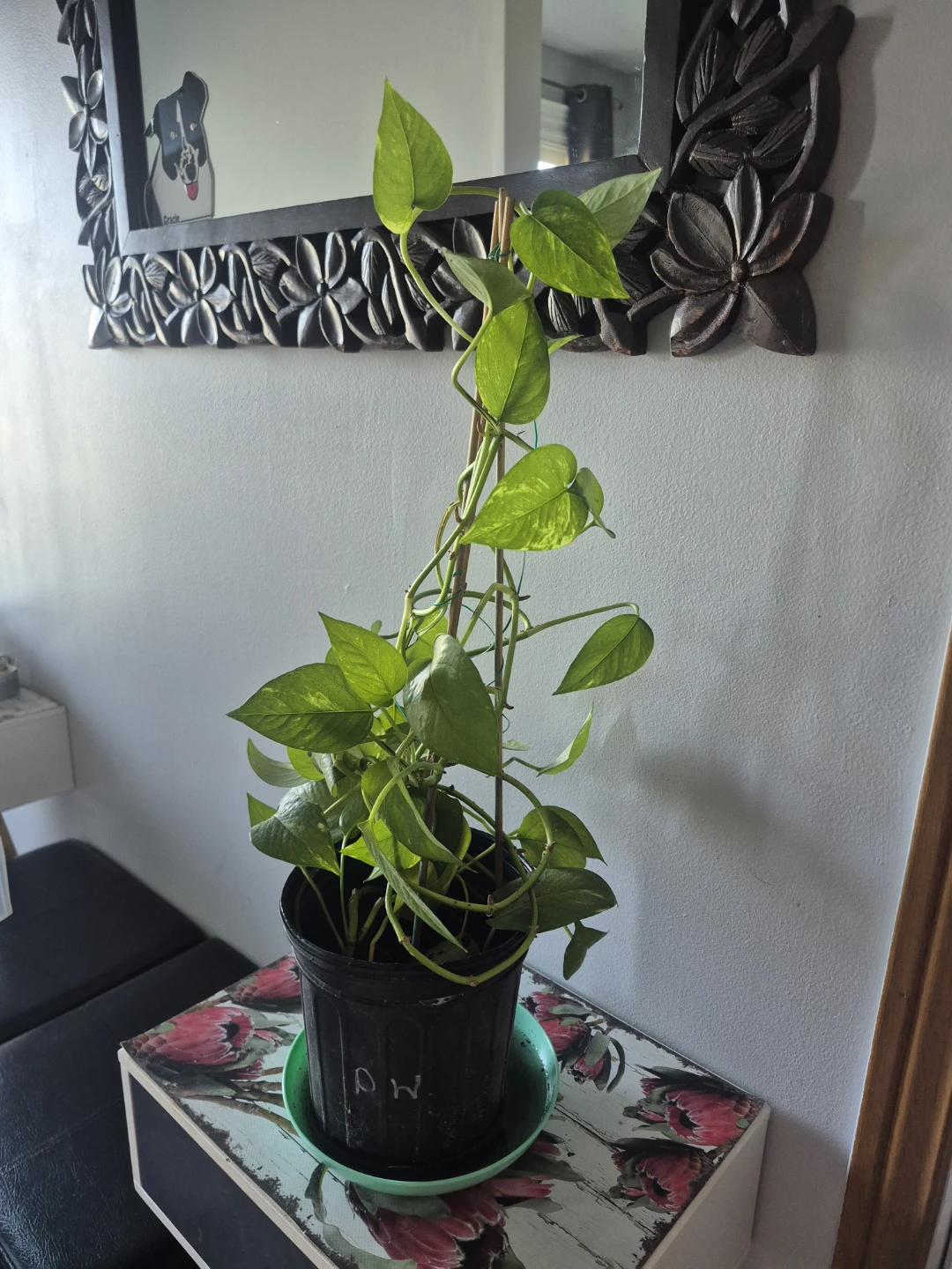 Pothos Plant