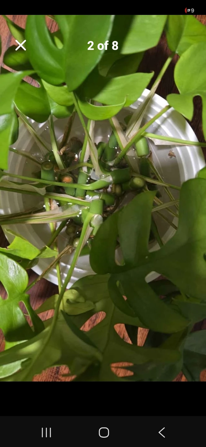 Mini monstera cutting - photo 2