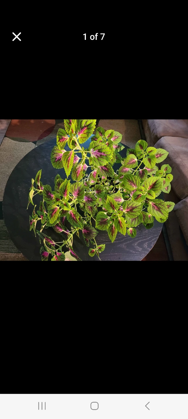 Huge Coleus plant with vibrant green and purple leaves