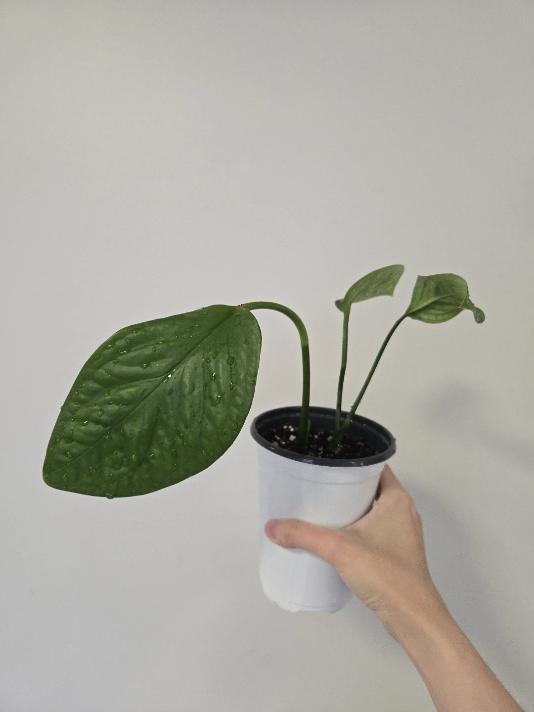 Monstera Siam
