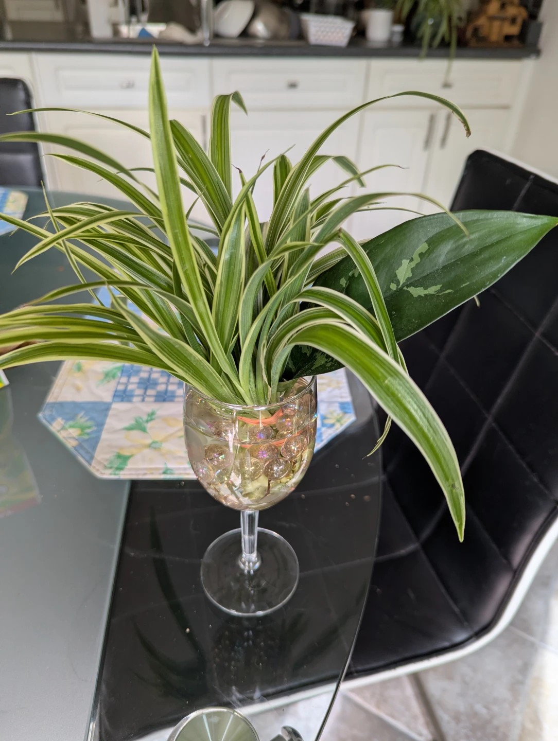 Spider Plant in Wine Glass - photo 2