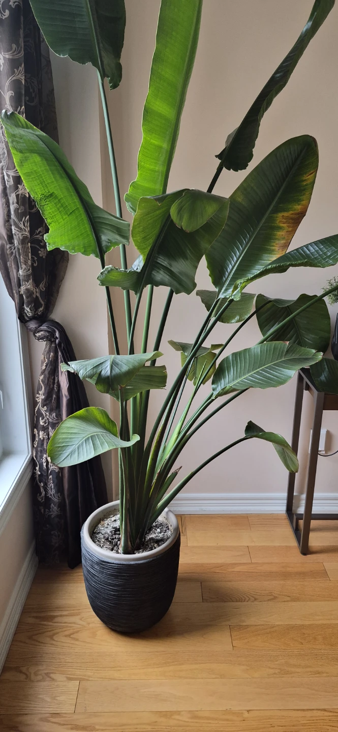 Large Bird of Paradise plant in pot