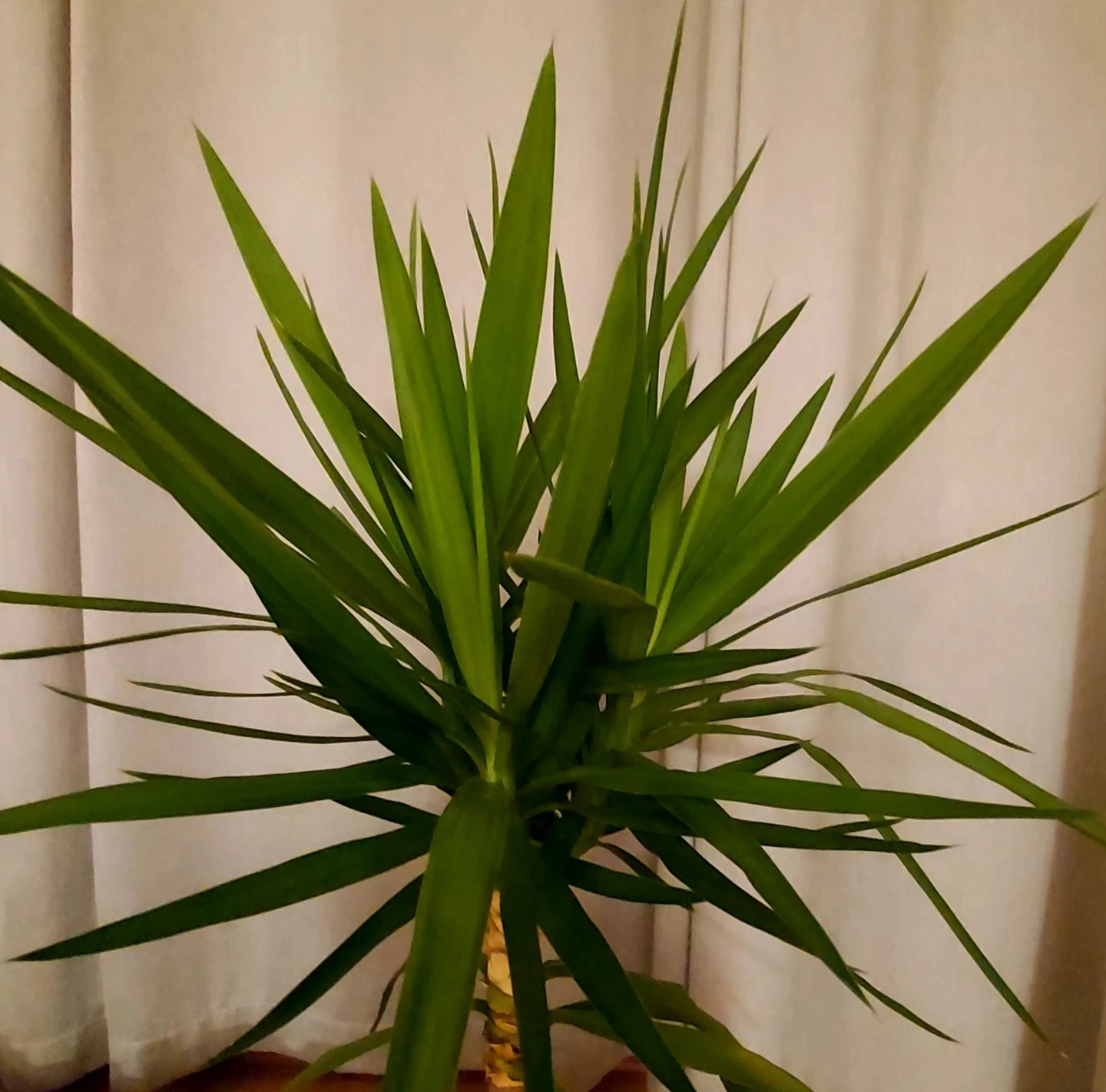 Yuca tree, cactus for sale
