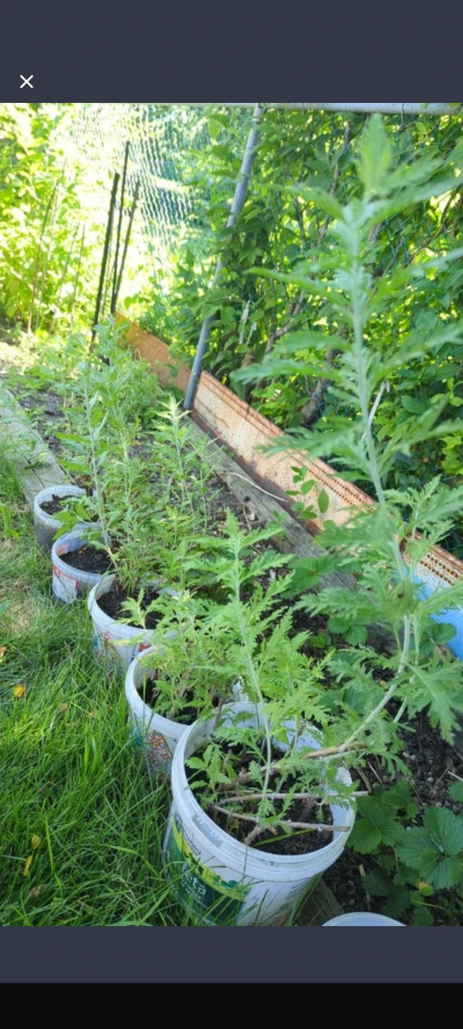 Perennial Russian Sage flower plants - photo 2