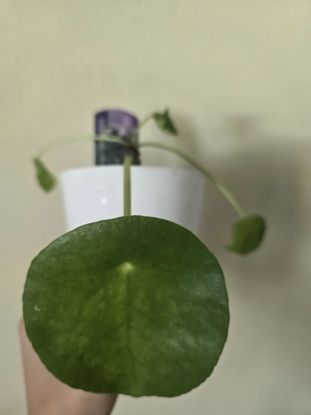 Peperomia Needs TLC