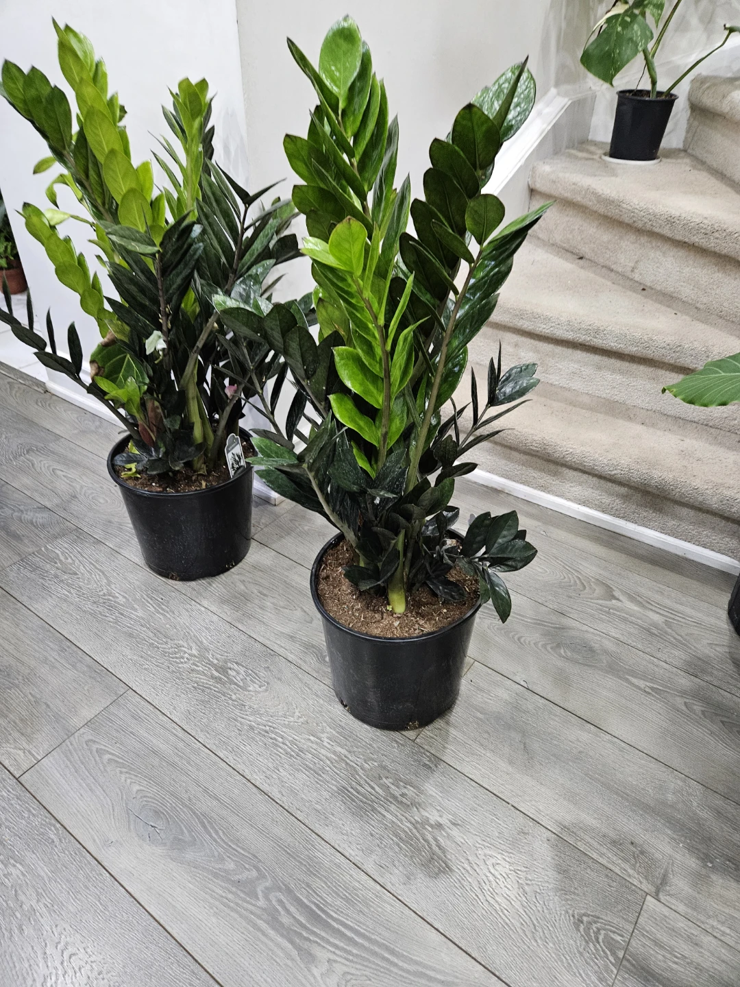 ZZ Plant in Pot