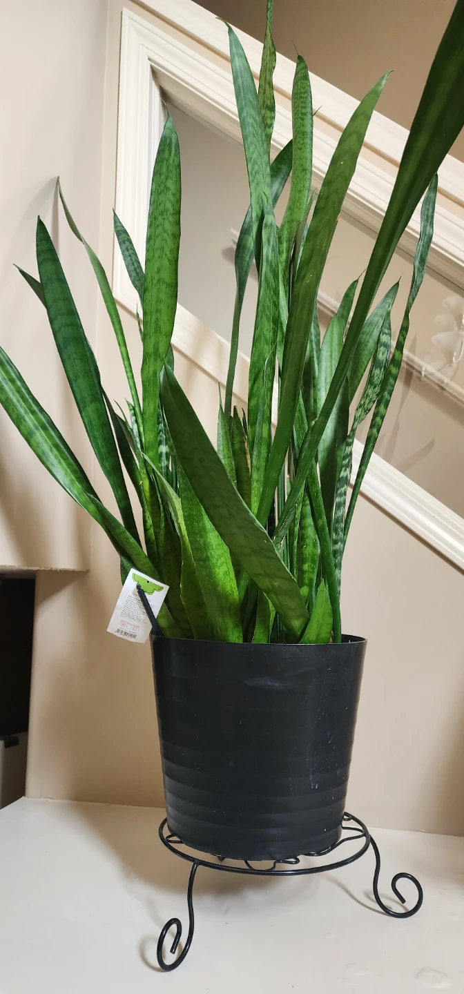 Large Snake Plant in Black Pot
