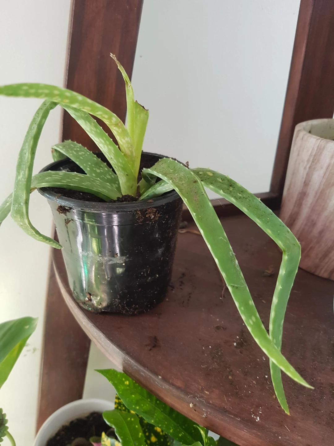 Aloe Vera plant in small pot