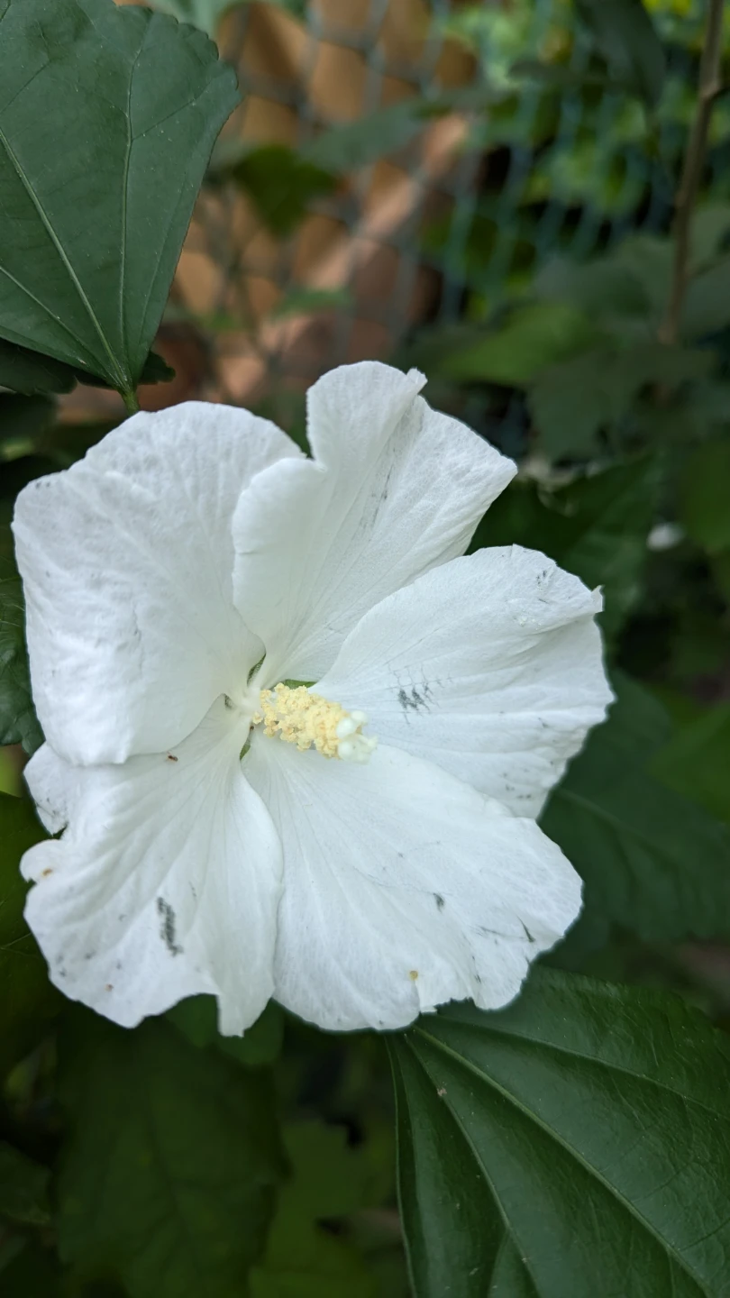 White Rose of Sharon Hibiscus Plant 2.5 ft tall - photo 2