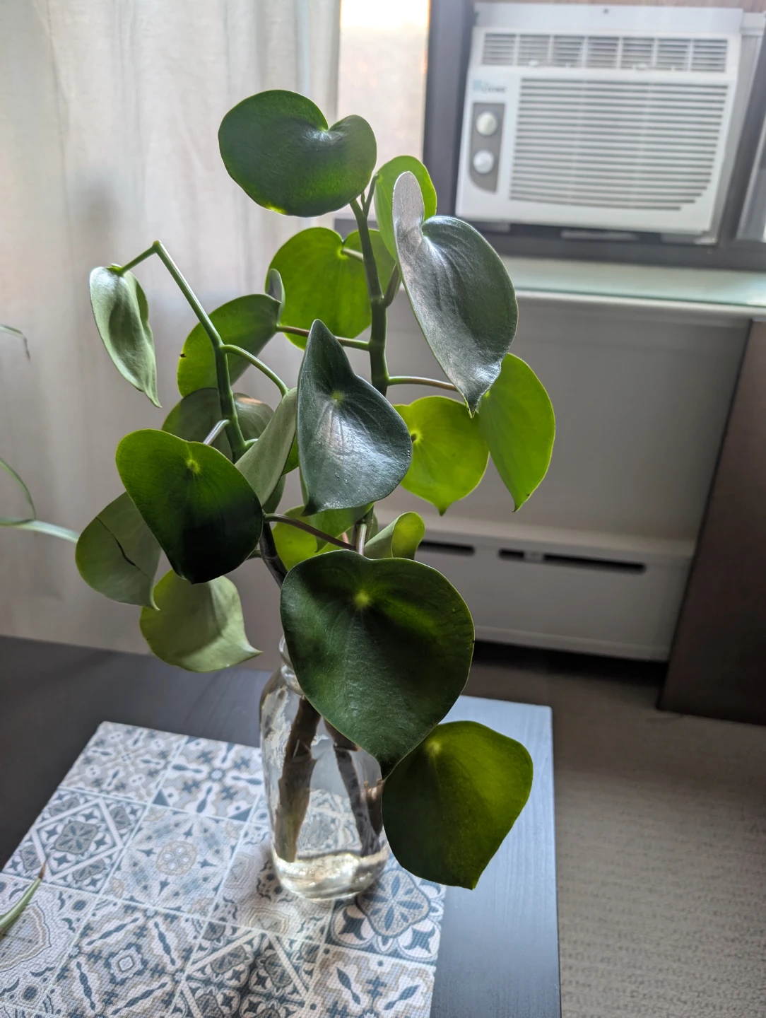 Peperomia plant cutting - photo 4