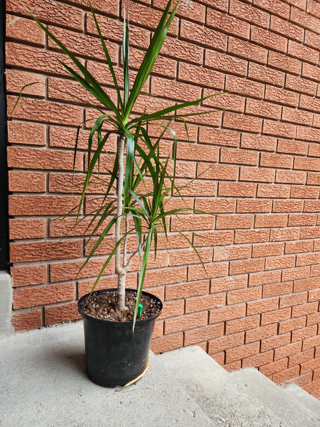Dracaena Marginata Houseplant - photo 3