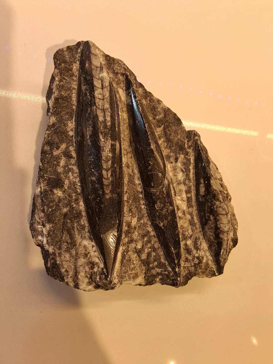 Orthoceras Fossil Specimen