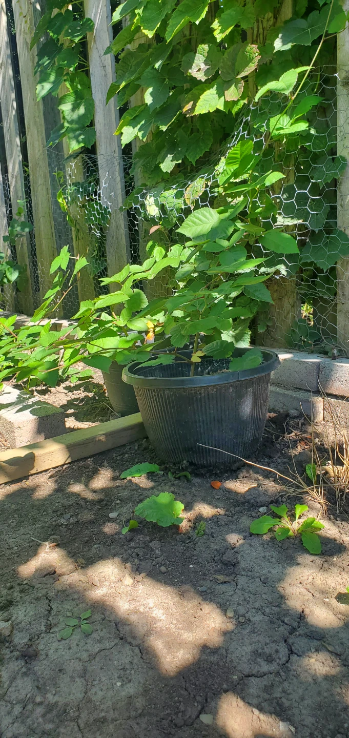 Blackberry in pot - photo 4