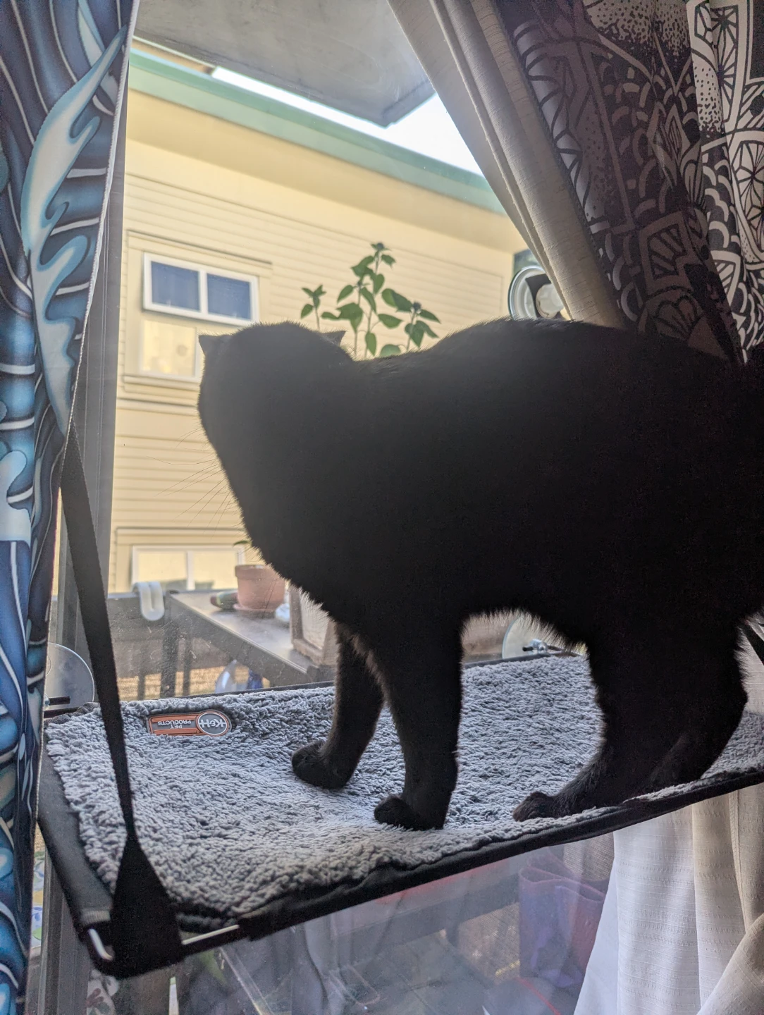 Cat window hammock