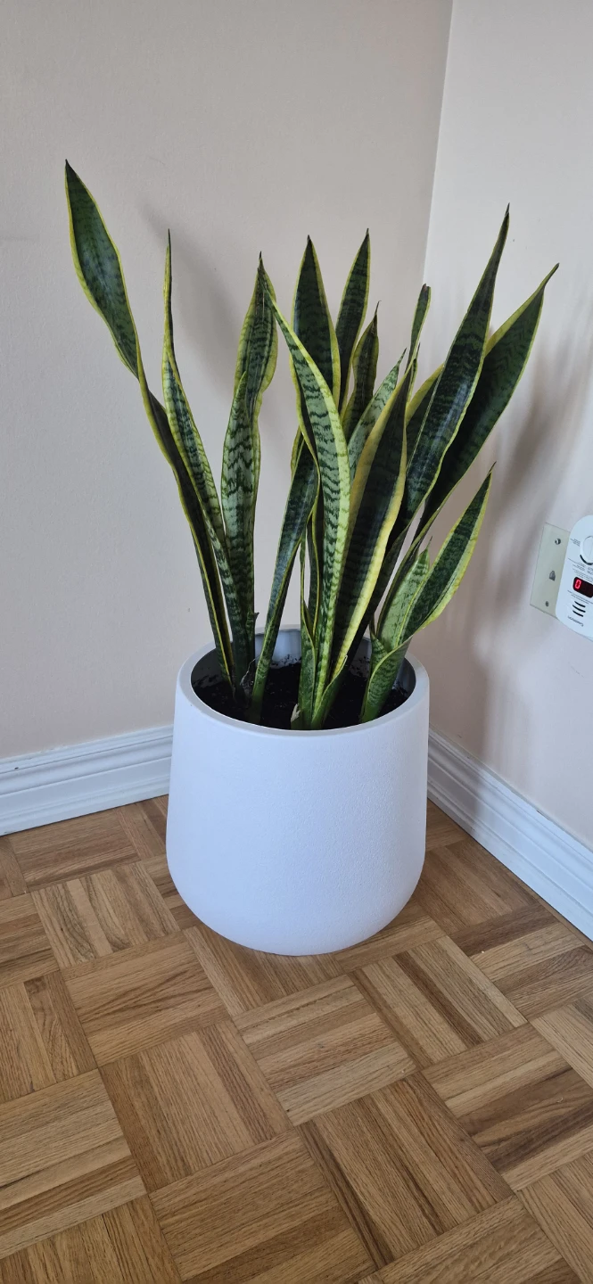 Snake Plant in Large White Planter
