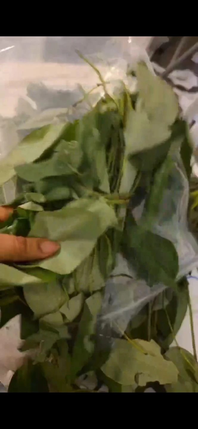 Fresh uziza Leaves - photo 2