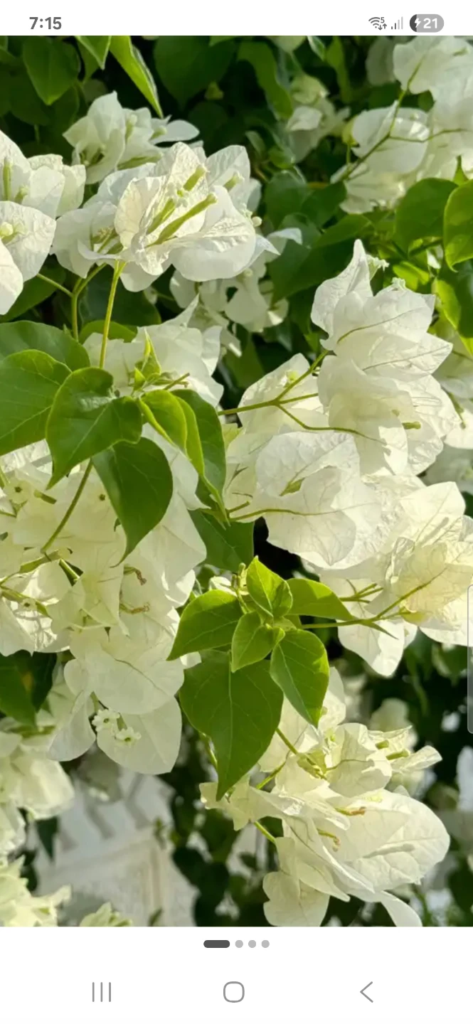 White Bougainvillea Plant - photo 3