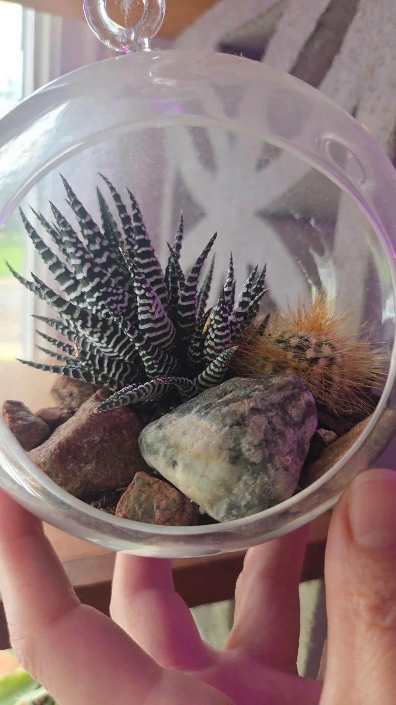 Glass terrarium with live plants! See my other posts for more!