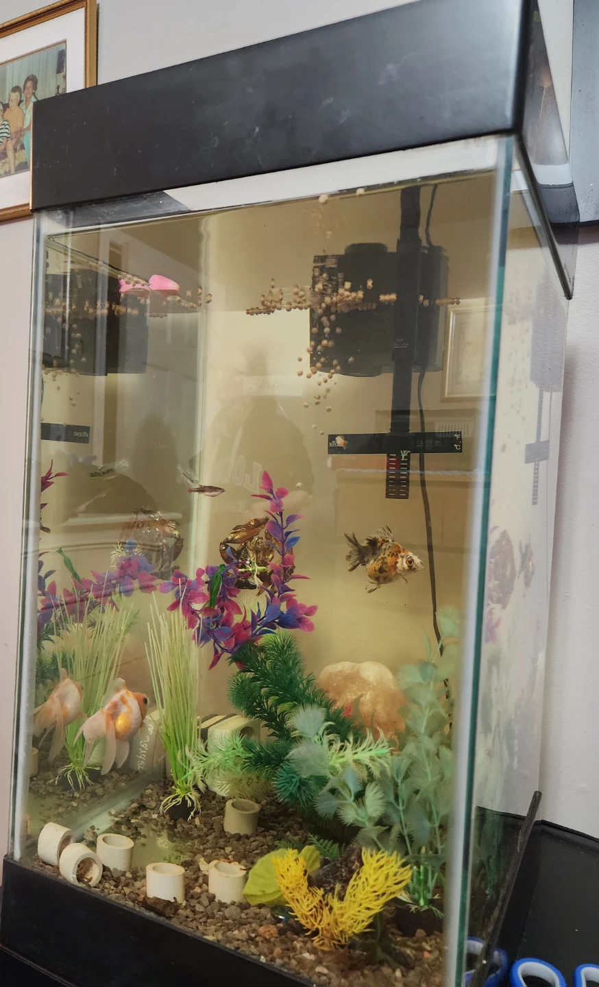 FREE FISH AND FREE FISH TANKS
