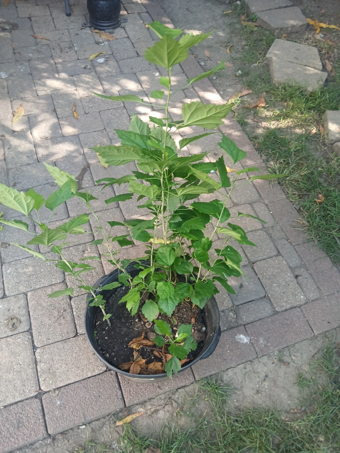 Rose of Sharon Hibiscus Plant - photo 2