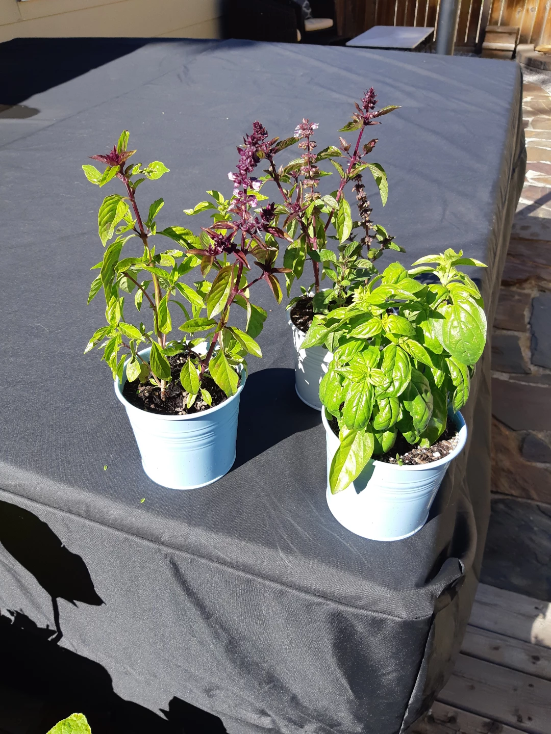 Scented basil plants - photo 2