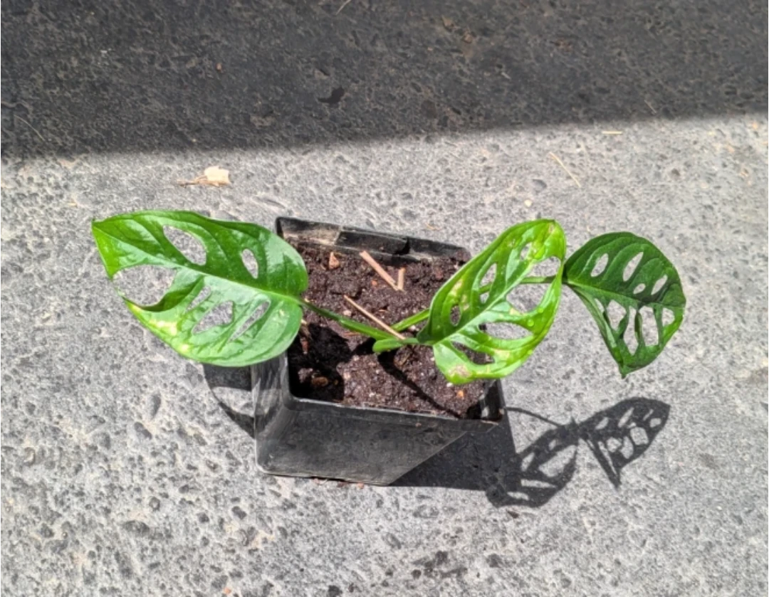Monstera Adansonii Swiss Cheese Plant - photo 2