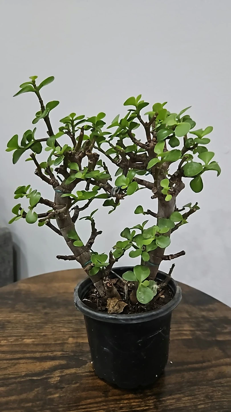 Jade Plant Bonsai🏈