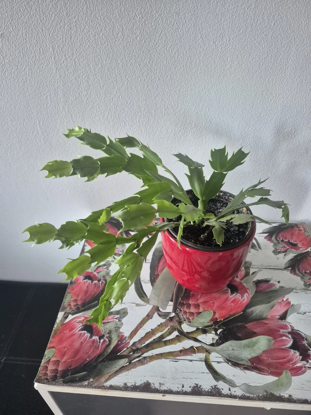 Thanksgiving Cactus Plants ( small $5, large $10)