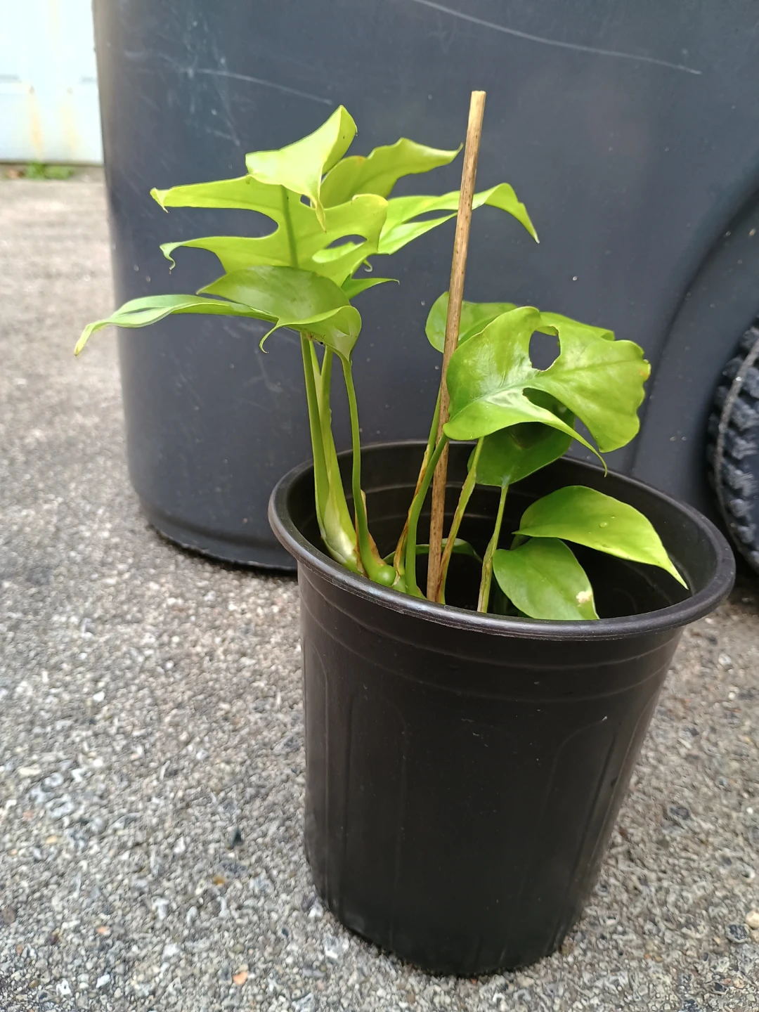 Mini Monstera